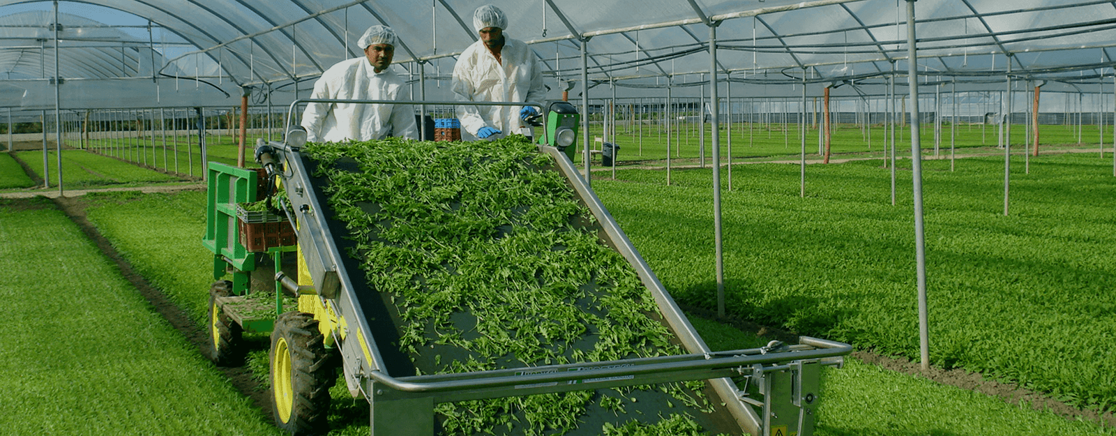 Supply Chain & Value Addition